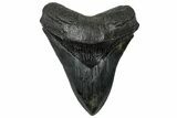 Serrated, Fossil Megalodon Tooth - South Carolina #325764-1